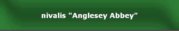 nivalis "Anglesey Abbey"