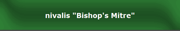 nivalis "Bishop's Mitre"