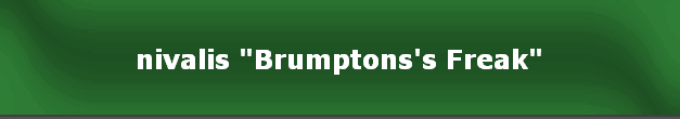 nivalis "Brumptons's Freak"