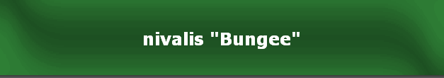 nivalis "Bungee"