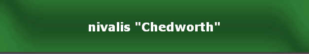 nivalis "Chedworth"