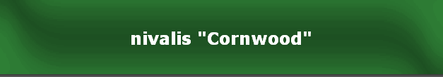 nivalis "Cornwood"