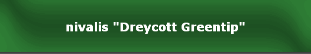nivalis "Dreycott Greentip"