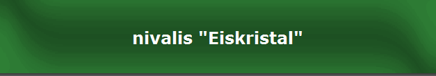 nivalis "Eiskristal"
