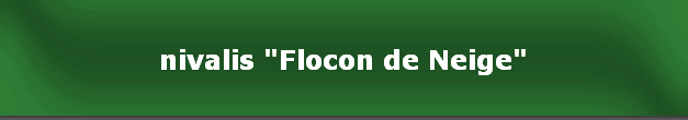 nivalis "Flocon de Neige"