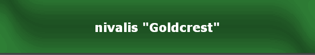 nivalis "Goldcrest"