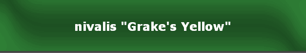 nivalis "Grake's Yellow"