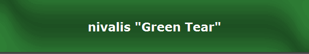 nivalis "Green Tear"