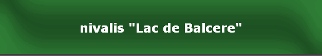 nivalis "Lac de Balcere"