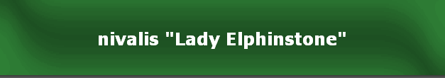 nivalis "Lady Elphinstone"