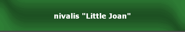 nivalis "Little Joan"