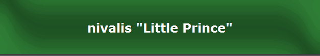 nivalis "Little Prince"