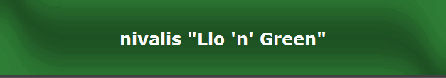 nivalis "Llo 'n' Green"