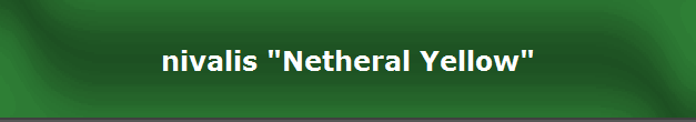 nivalis "Netheral Yellow"