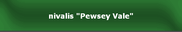 nivalis "Pewsey Vale"