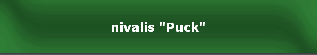 nivalis "Puck"