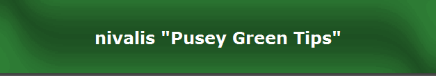 nivalis "Pusey Green Tips"