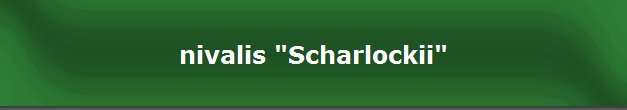 nivalis "Scharlockii"