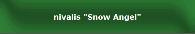 nivalis "Snow Angel"