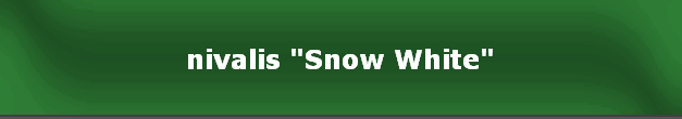 nivalis "Snow White"