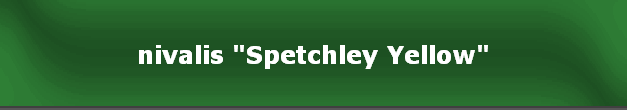 nivalis "Spetchley Yellow"
