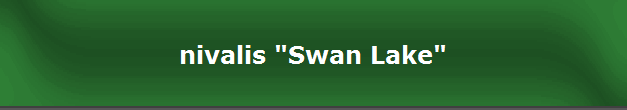 nivalis "Swan Lake"