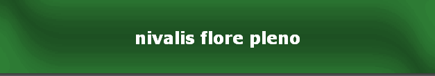 nivalis flore pleno