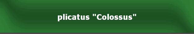 plicatus "Colossus"