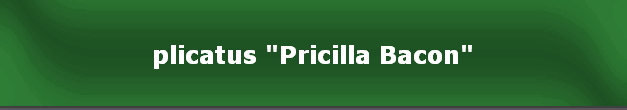 plicatus "Pricilla Bacon"