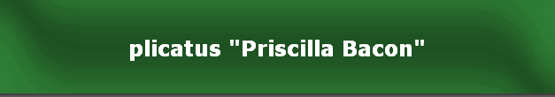 plicatus "Priscilla Bacon"