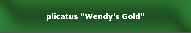 plicatus "Wendy's Gold"