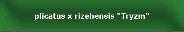 plicatus x rizehensis "Tryzm"