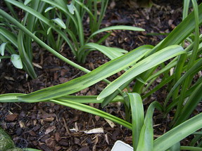 2004_03_04 lime tree virus (1)_web 2004_03_04 lime tree virus (1)_web