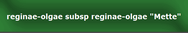 reginae-olgae subsp reginae-olgae "Mette"
