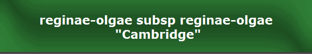 reginae-olgae subsp reginae-olgae
 "Cambridge"