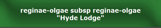 reginae-olgae subsp reginae-olgae
"Hyde Lodge"