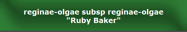 reginae-olgae subsp reginae-olgae
"Ruby Baker"