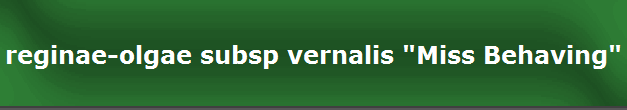 reginae-olgae subsp vernalis "Miss Behaving"