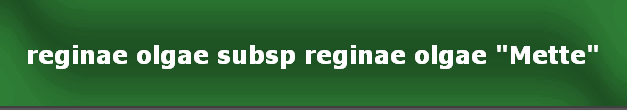 reginae olgae subsp reginae olgae "Mette"