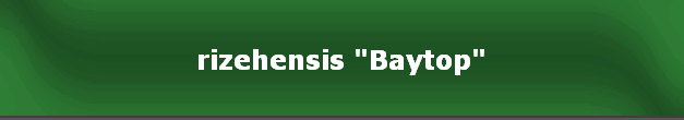 rizehensis "Baytop"