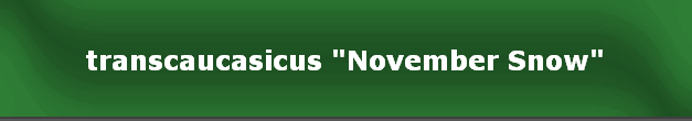 transcaucasicus "November Snow"