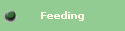 Feeding