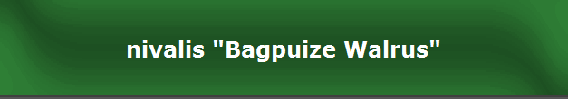 nivalis "Bagpuize Walrus"