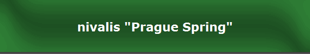 nivalis "Prague Spring"