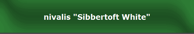 nivalis "Sibbertoft White"