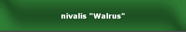 nivalis "Walrus"
