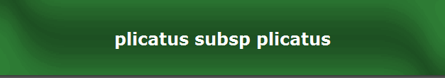 plicatus subsp plicatus