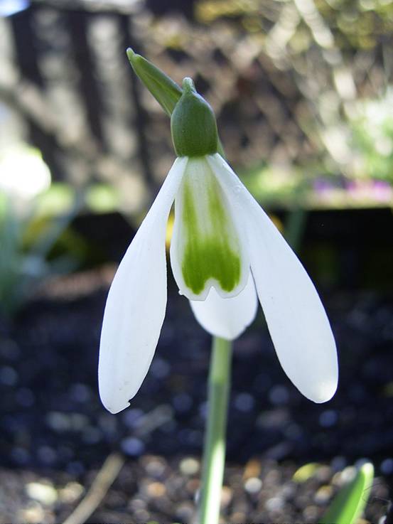 Judy's Snowdrops - White Wings